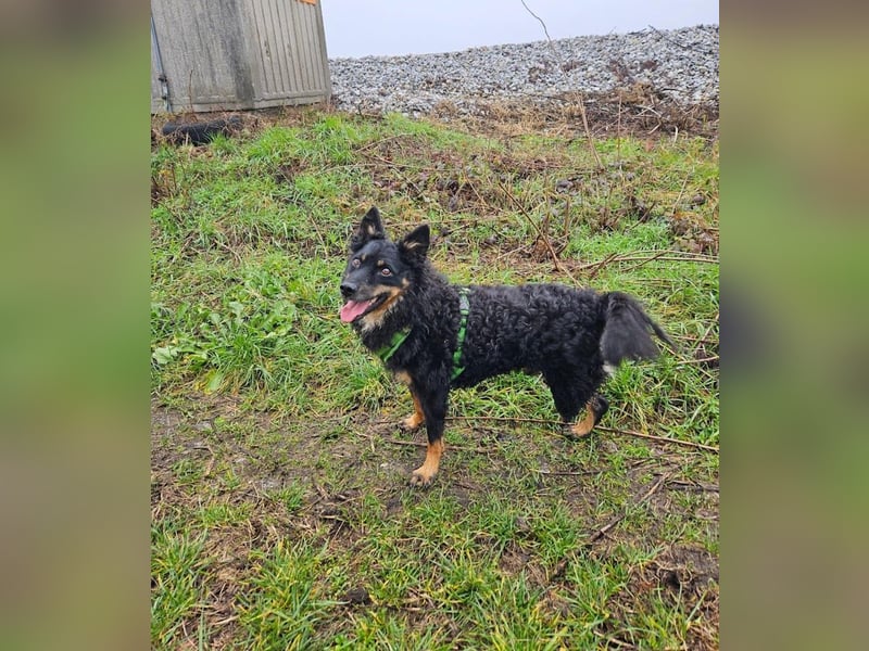 liebes 3-Beinchen Dado sucht ein Zuhause, Hütehund, Mischling