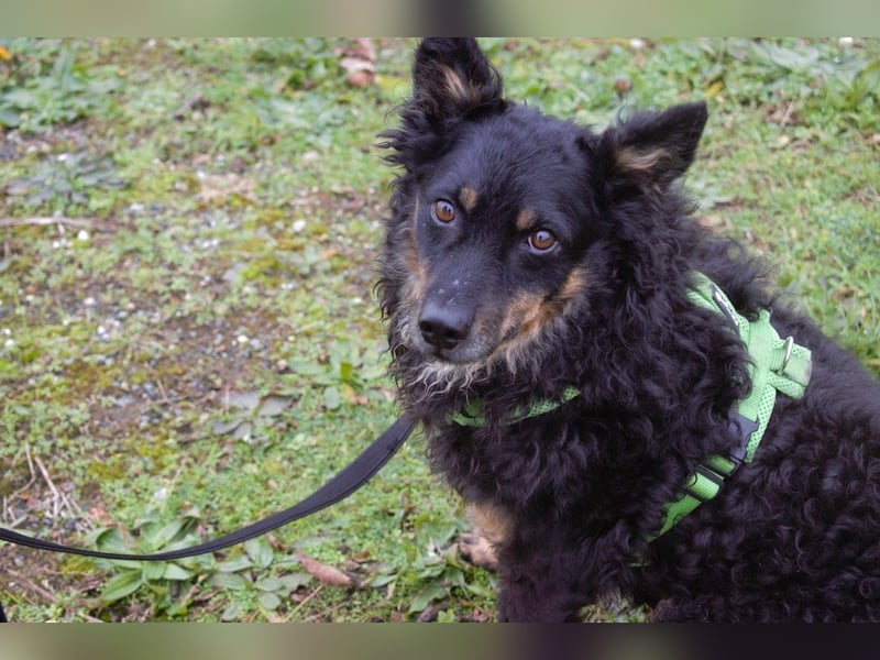 liebes 3-Beinchen Dado sucht ein Zuhause, Hütehund, Mischling