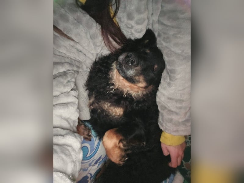 liebes 3-Beinchen Dado sucht ein Zuhause, Hütehund, Mischling