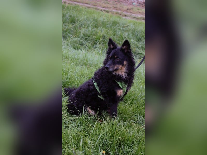 liebes 3-Beinchen Dado sucht ein Zuhause, Hütehund, Mischling