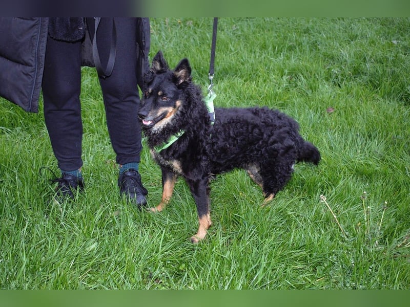 liebes 3-Beinchen Dado sucht ein Zuhause, Hütehund, Mischling