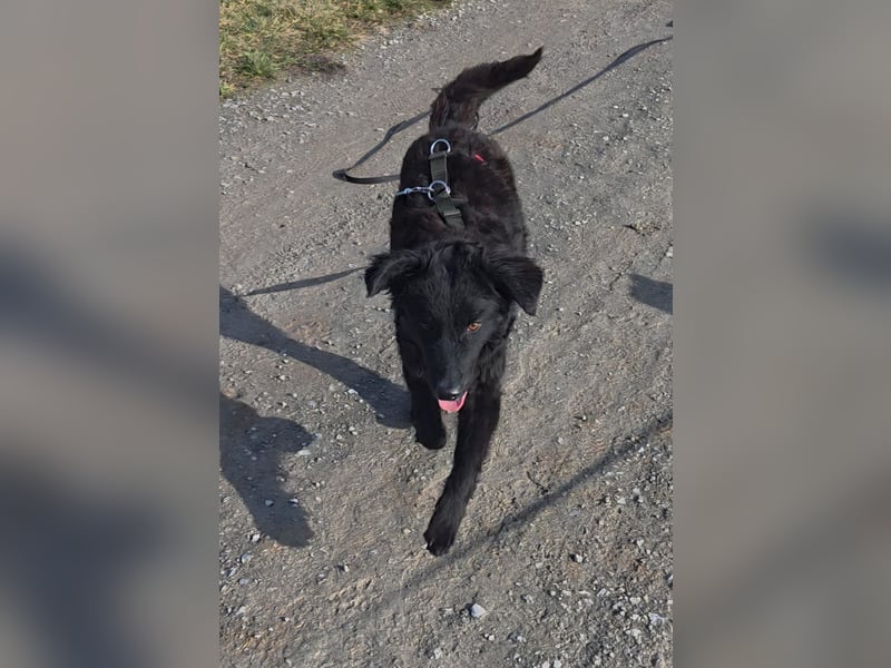 Traumhund, Junghund, Hütehund Arabica sucht ihre Zuhause