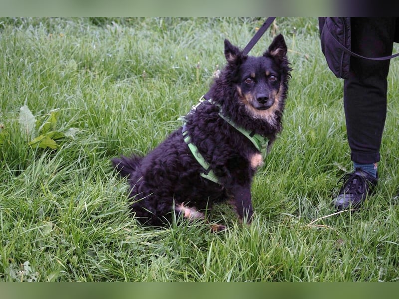 liebes 3-Beinchen Dado sucht ein Zuhause, Hütehund, Mischling