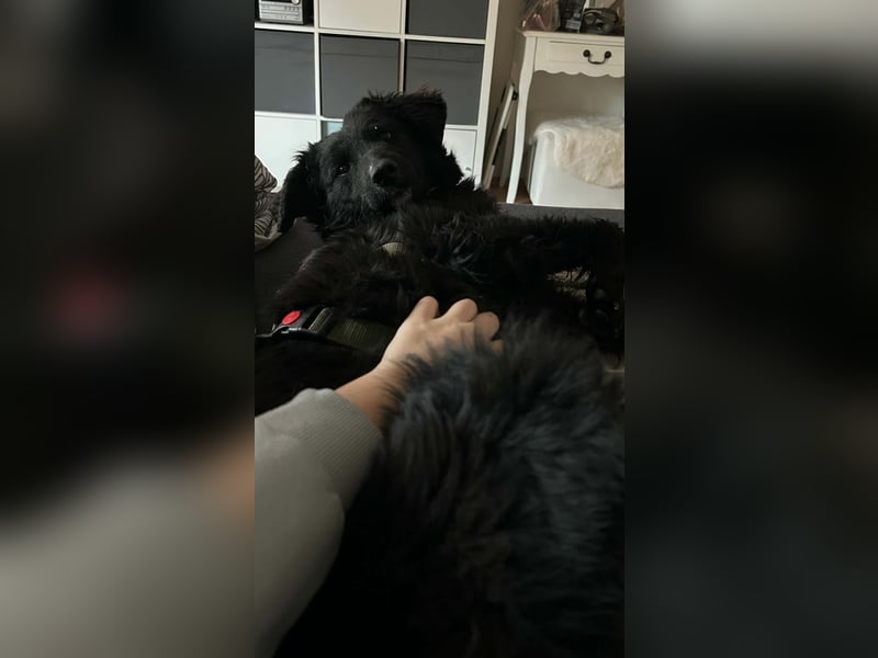 Traumhund, Junghund, Hütehund Arabica sucht ihre Zuhause