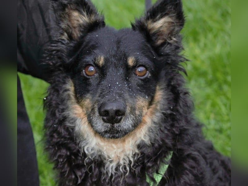 liebes 3-Beinchen Dado sucht ein Zuhause, Hütehund, Mischling