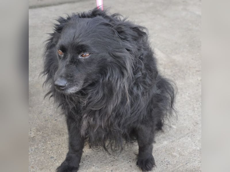 Daisy eine Menschen liebende Hündin