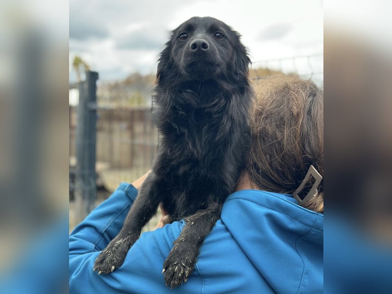 Tila eine zierliche Minosenblüte