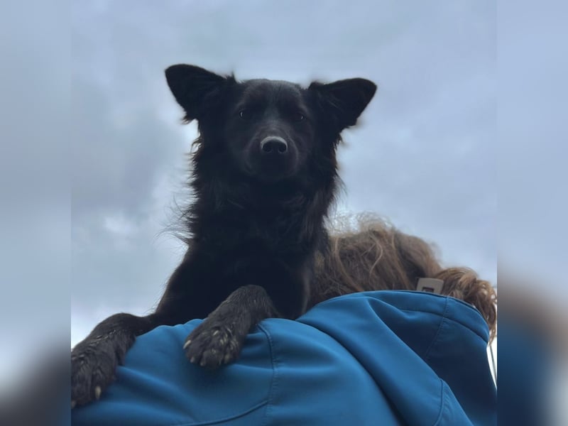 Tila eine zierliche Minosenblüte