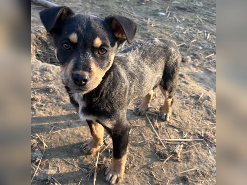 Tony ein verspieltes Welpenbub