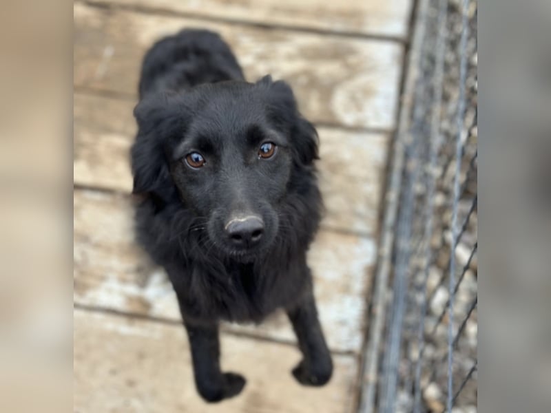 Tila eine zierliche Minosenblüte