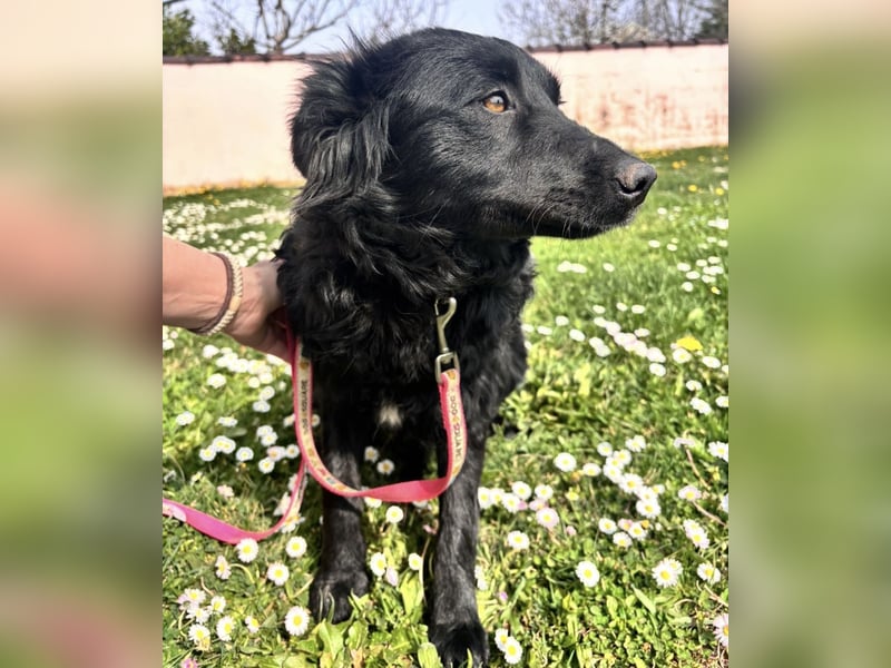 Lilly eine sanfte Seele