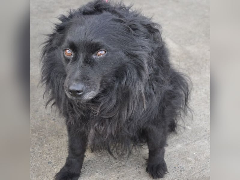 Daisy eine Menschen liebende Hündin