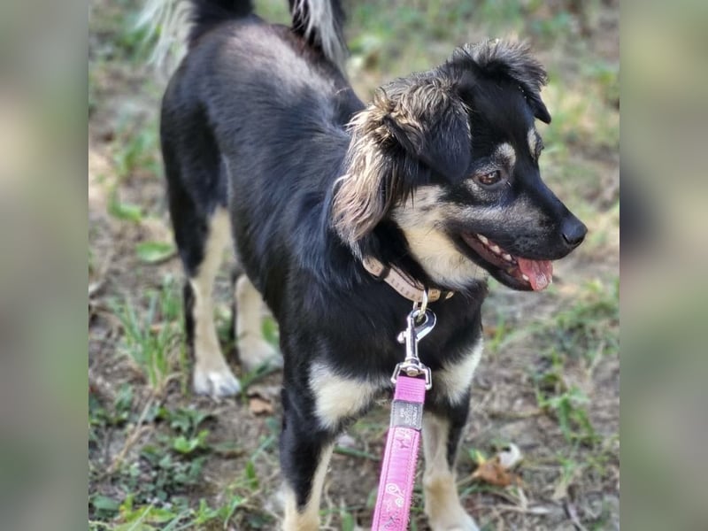 Luna eine aktive verspielte Hündin