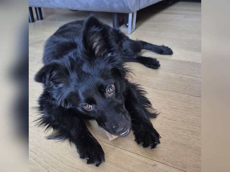 Dana eine wundervolle Hündin