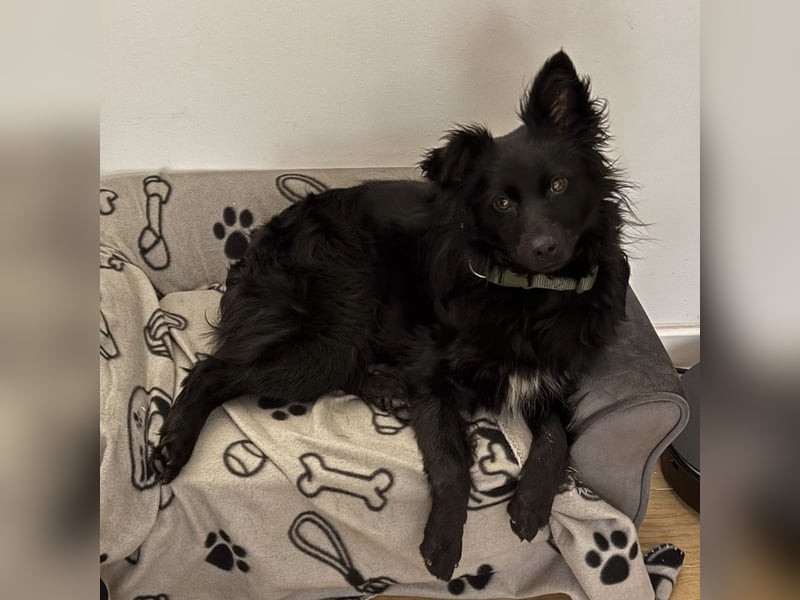 Dana eine wundervolle Hündin