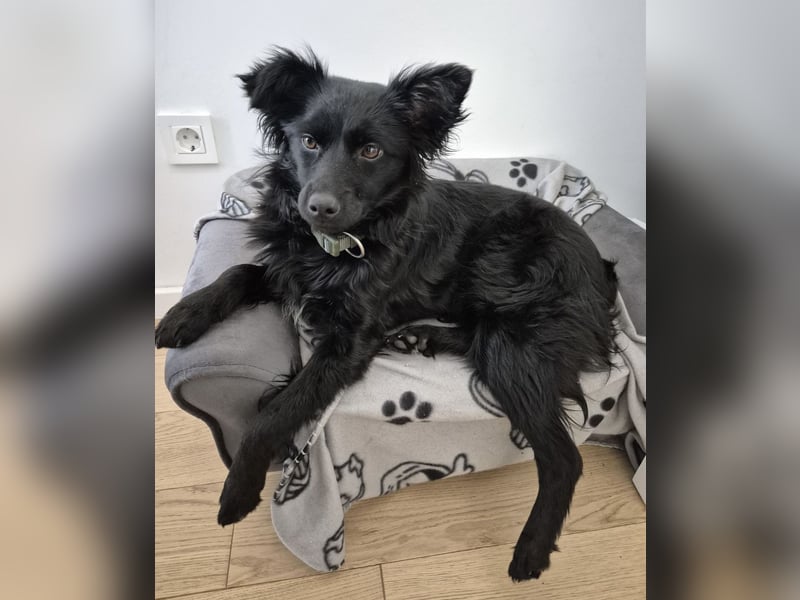 Dana eine wundervolle Hündin