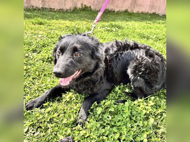 Lilly eine sanfte Seele