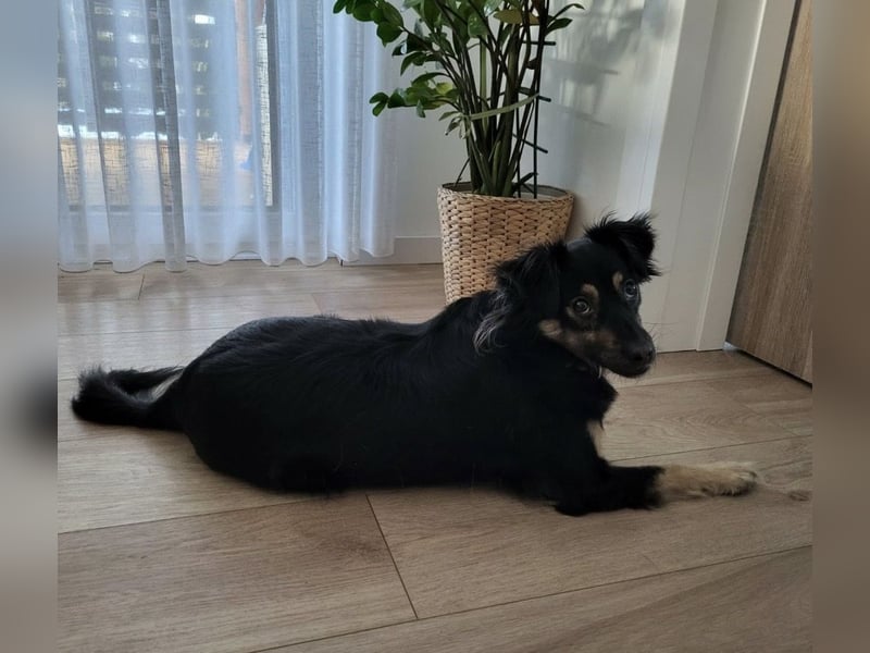 Luna eine aktive verspielte Hündin