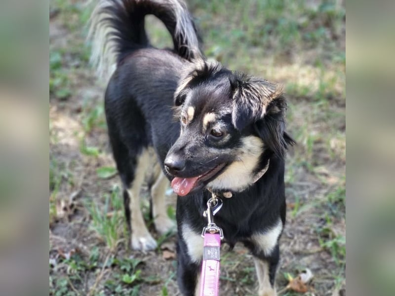 Luna eine aktive verspielte Hündin