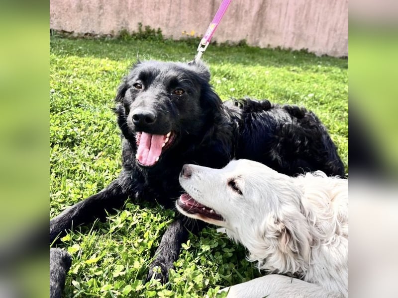 Lilly eine sanfte Seele