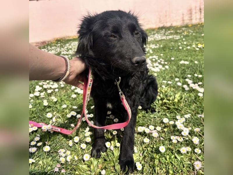 Lilly eine sanfte Seele