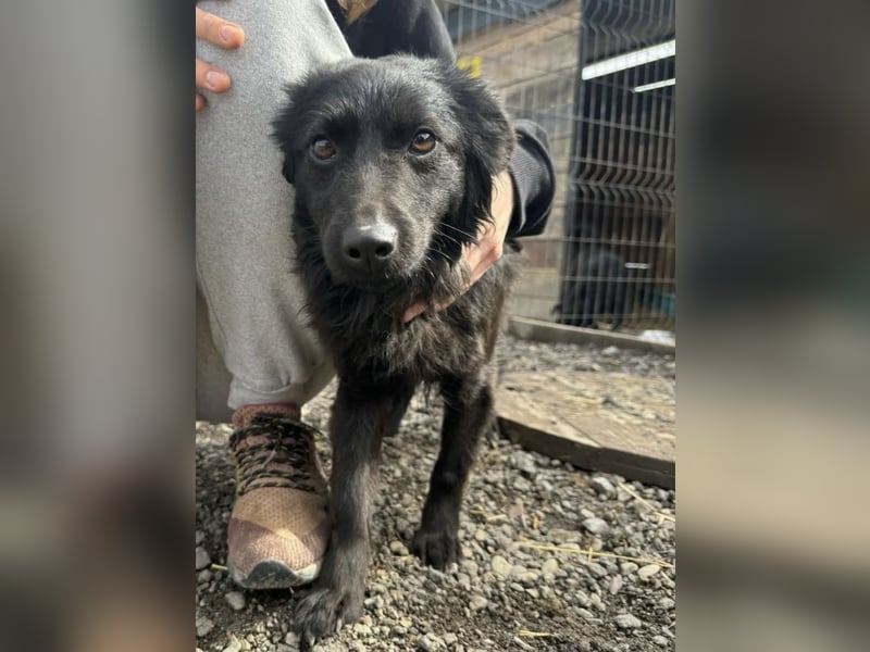 Tila eine zierliche Minosenblüte