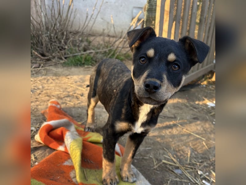 Tony ein verspieltes Welpenbub