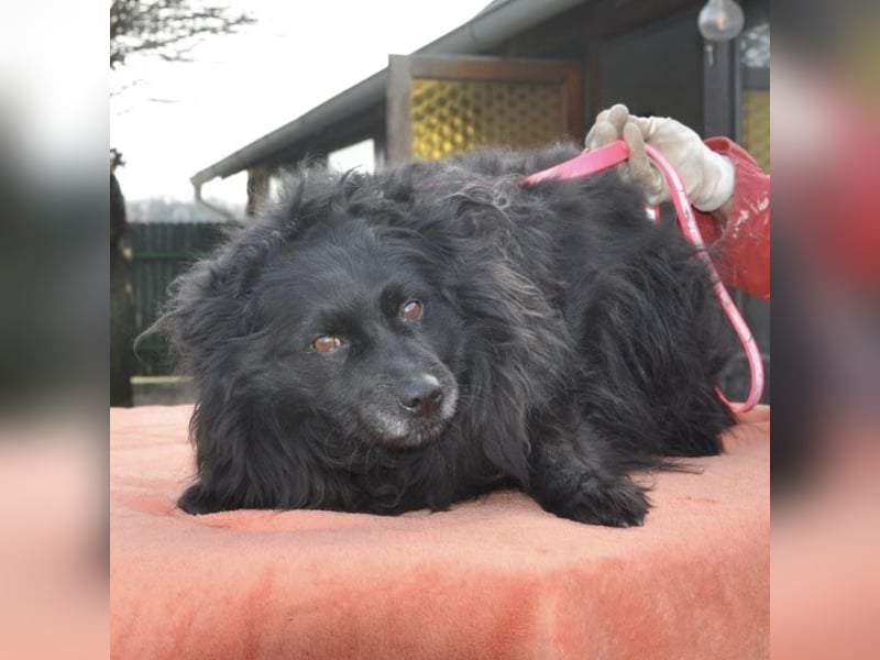 Daisy eine Menschen liebende Hündin