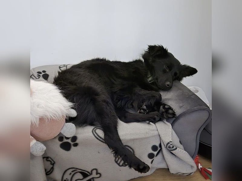 Dana eine wundervolle Hündin