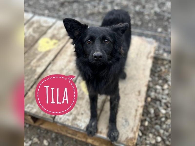 Tila eine zierliche Minosenblüte