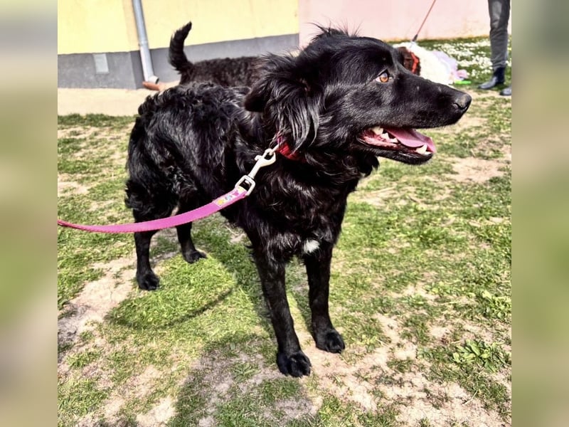 Lilly eine sanfte Seele