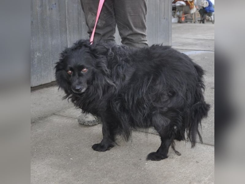 Daisy eine Menschen liebende Hündin