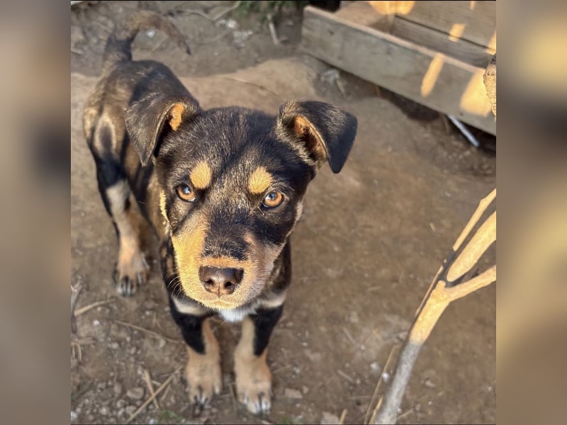 Tony ein verspieltes Welpenbub