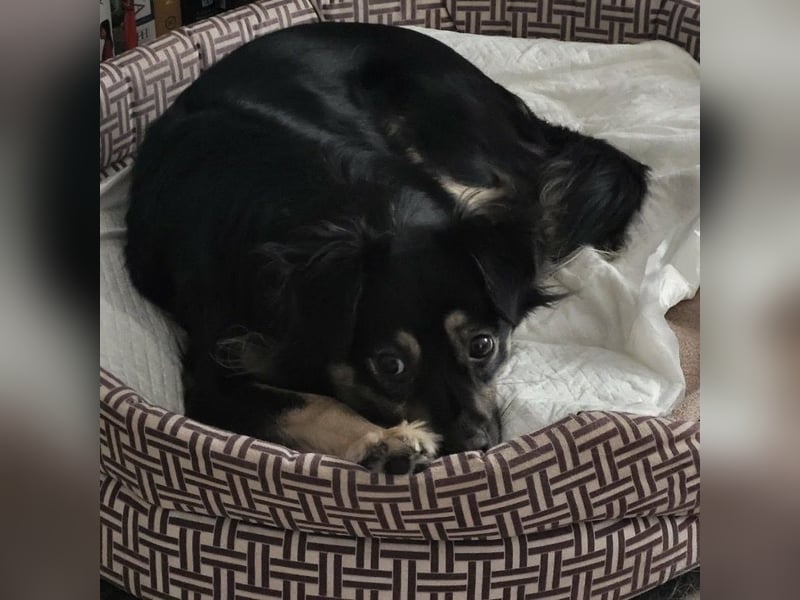 Luna eine aktive verspielte Hündin