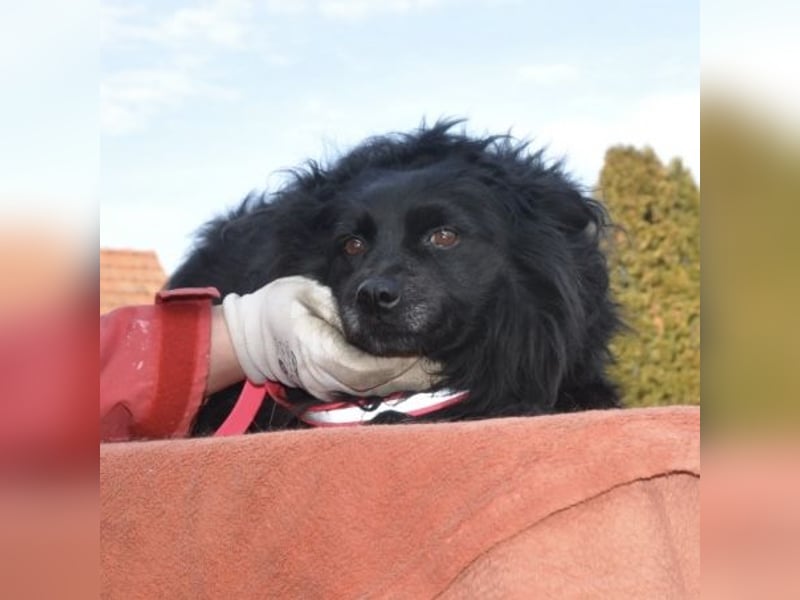 Daisy eine Menschen liebende Hündin