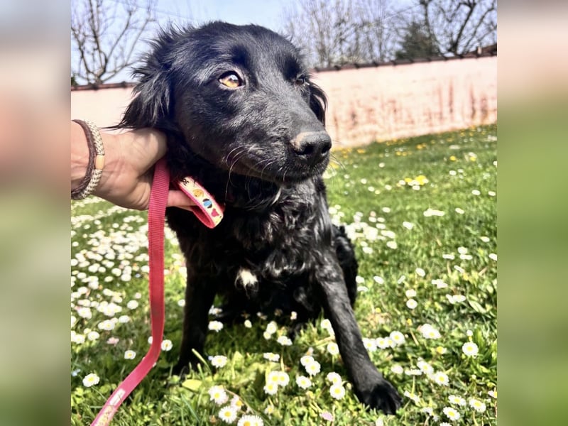 Lilly eine sanfte Seele