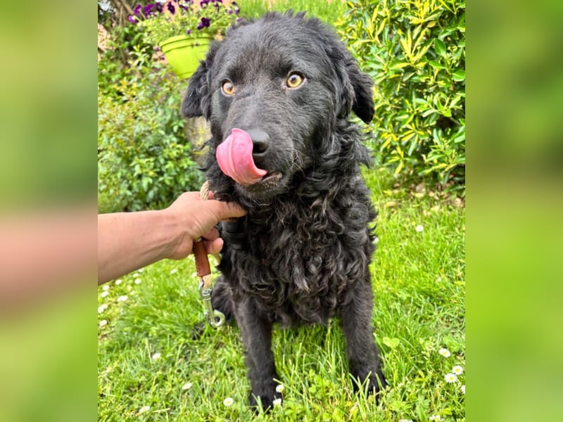 Ron ein schwarzer Engel