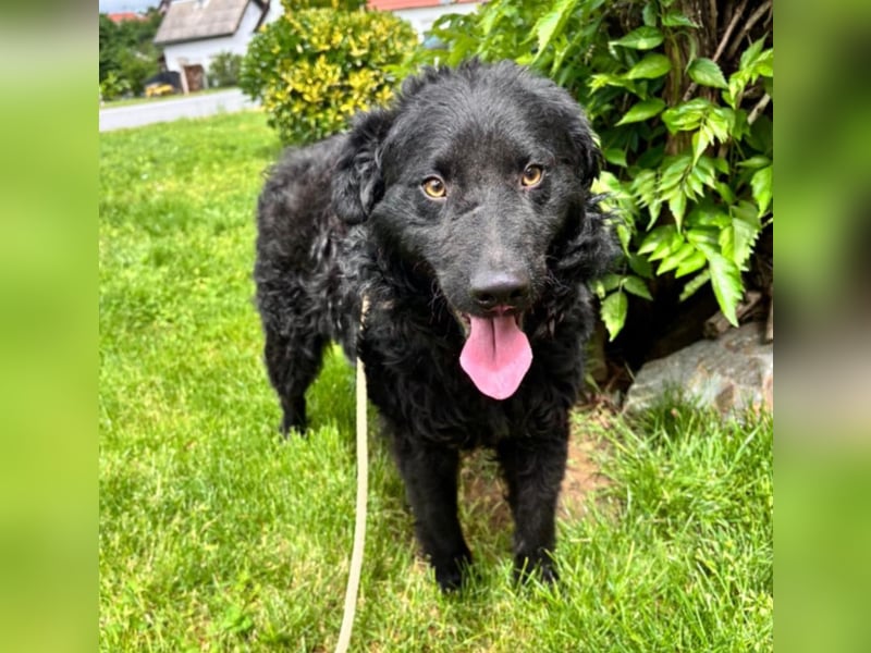 Ron ein schwarzer Engel