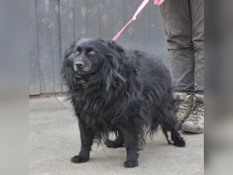 Daisy eine Menschen liebende Hündin