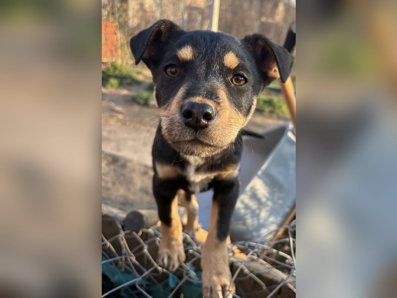 Tony ein verspieltes Welpenbub