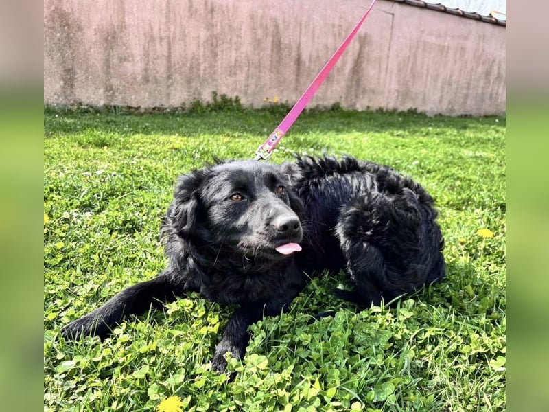 Lilly eine sanfte Seele