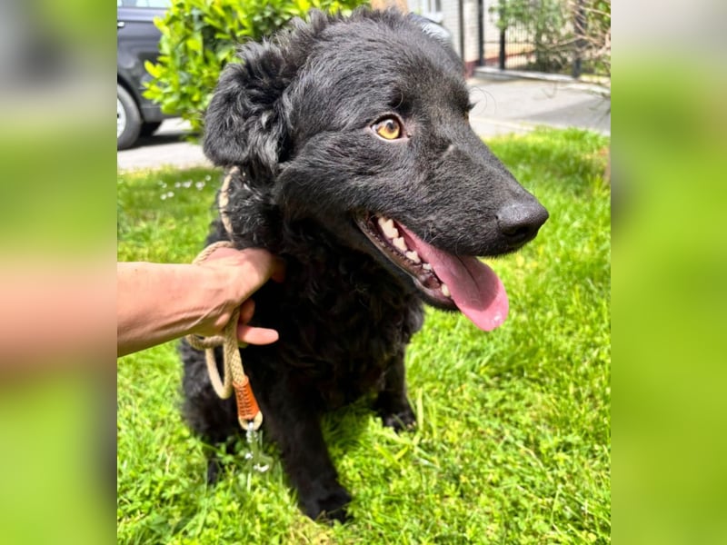 Ron ein schwarzer Engel