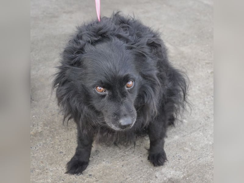 Daisy eine Menschen liebende Hündin