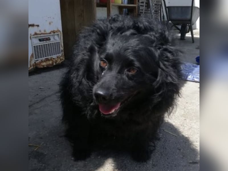 Daisy eine Menschen liebende Hündin