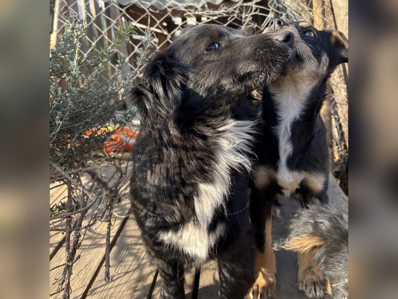 Tony ein verspieltes Welpenbub