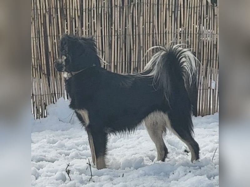 Luna eine aktive verspielte Hündin