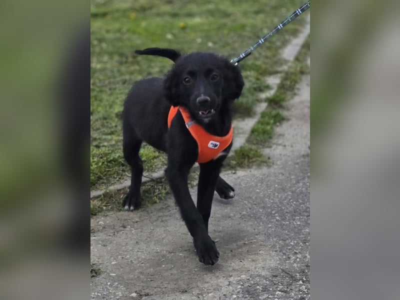 Xara quietschlebendiges, fröhliches Hundekind