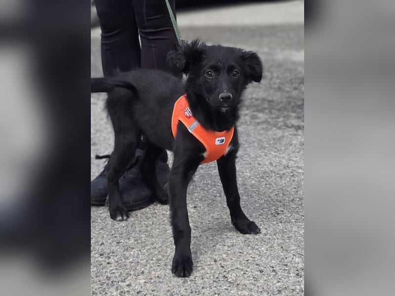 Xara quietschlebendiges, fröhliches Hundekind