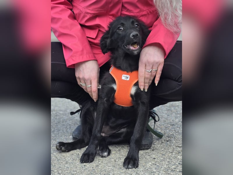 Xara quietschlebendiges, fröhliches Hundekind