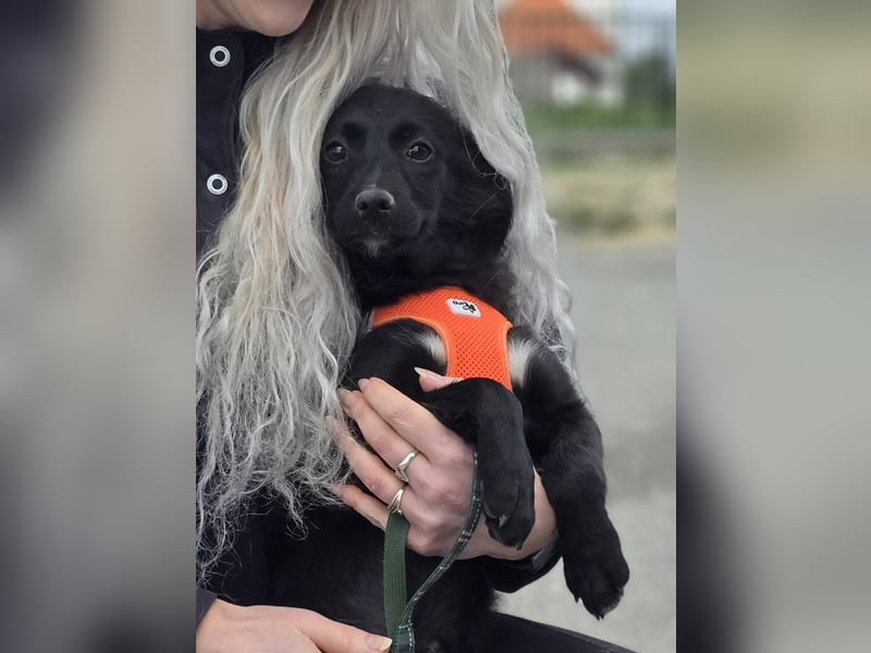 Xara quietschlebendiges, fröhliches Hundekind